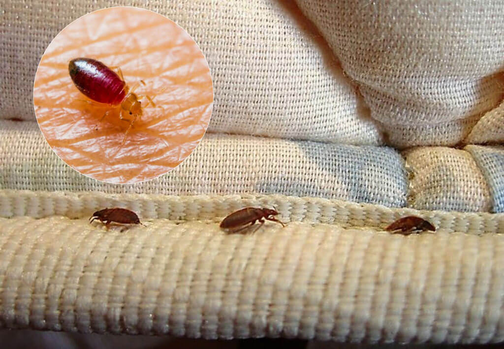Bed bugs Control Alliance high care