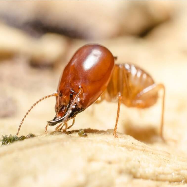Termite Pest Control gurgaon