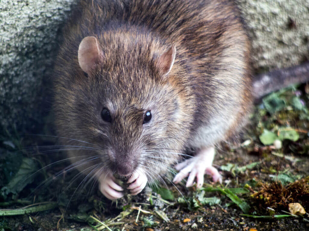 Rodent control alliance high care pest control services