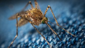 mosquito control services in delhi