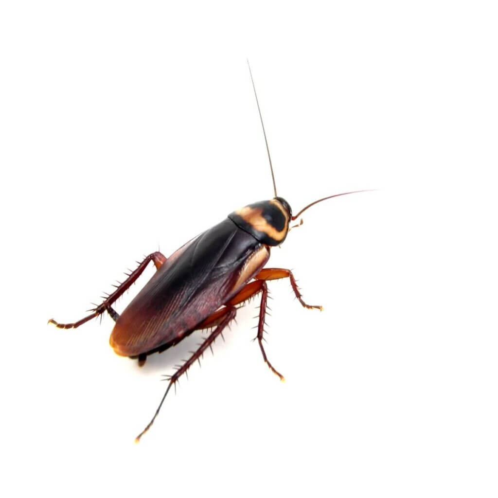 cockroaches Pest control gurgaon