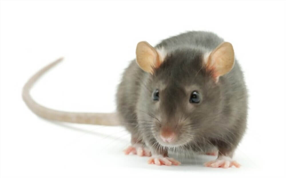 Rat control services