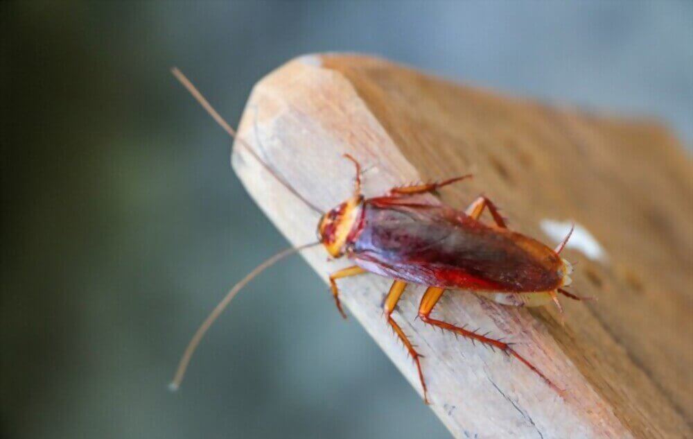 Cockroaches Control in Ajmeri Gate Extension